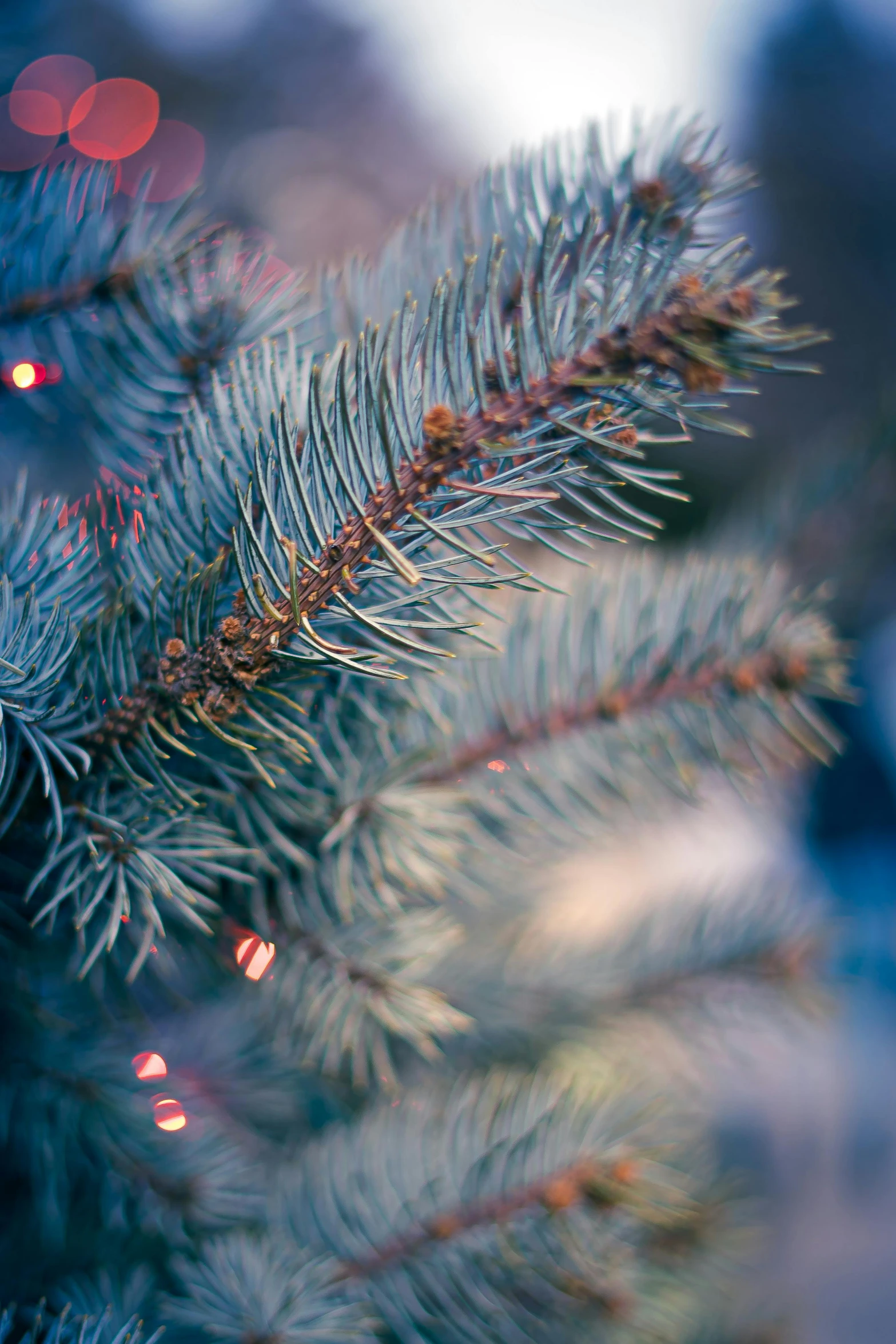 a close up of a christmas tree with lights in the background, a portrait, by Adam Marczyński, muted blue and red tones, evergreen branches, like a catalog photograph, soft blue light