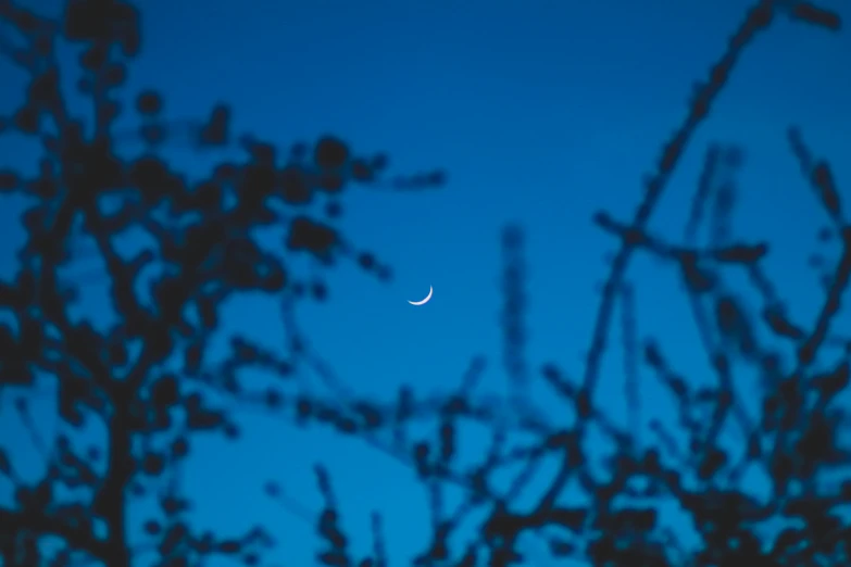 the moon is seen through the branches of a tree, an album cover, inspired by Elsa Bleda, unsplash, postminimalism, blue hour, spring evening, crescent moon, blue blurred