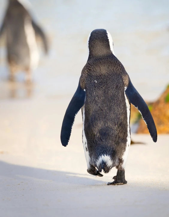 a couple of penguins standing on top of a sandy beach, walking away from the camera, bubbly, platypus, trimmed with a white stripe