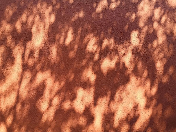 a shadow of a tree on a wall, by Anna Füssli, unsplash, tonalism, cinnamon skin color, volumetric sunlight, subtle pattern, medium format. soft light