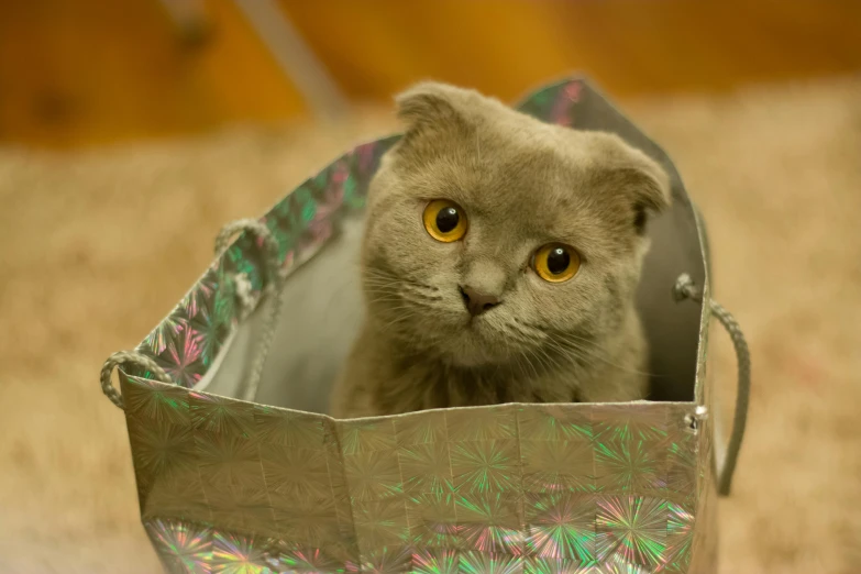 a cat that is sitting inside of a bag, by Julia Pishtar, shutterstock contest winner, scottish fold, shiny golden eyes, cardboard, grayish