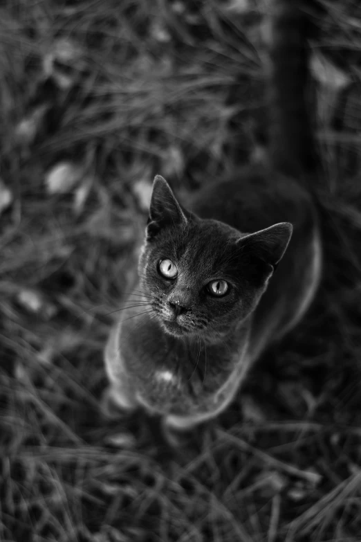 a black and white photo of a cat, by Muggur, midnight, detailed », grey ears, hunting