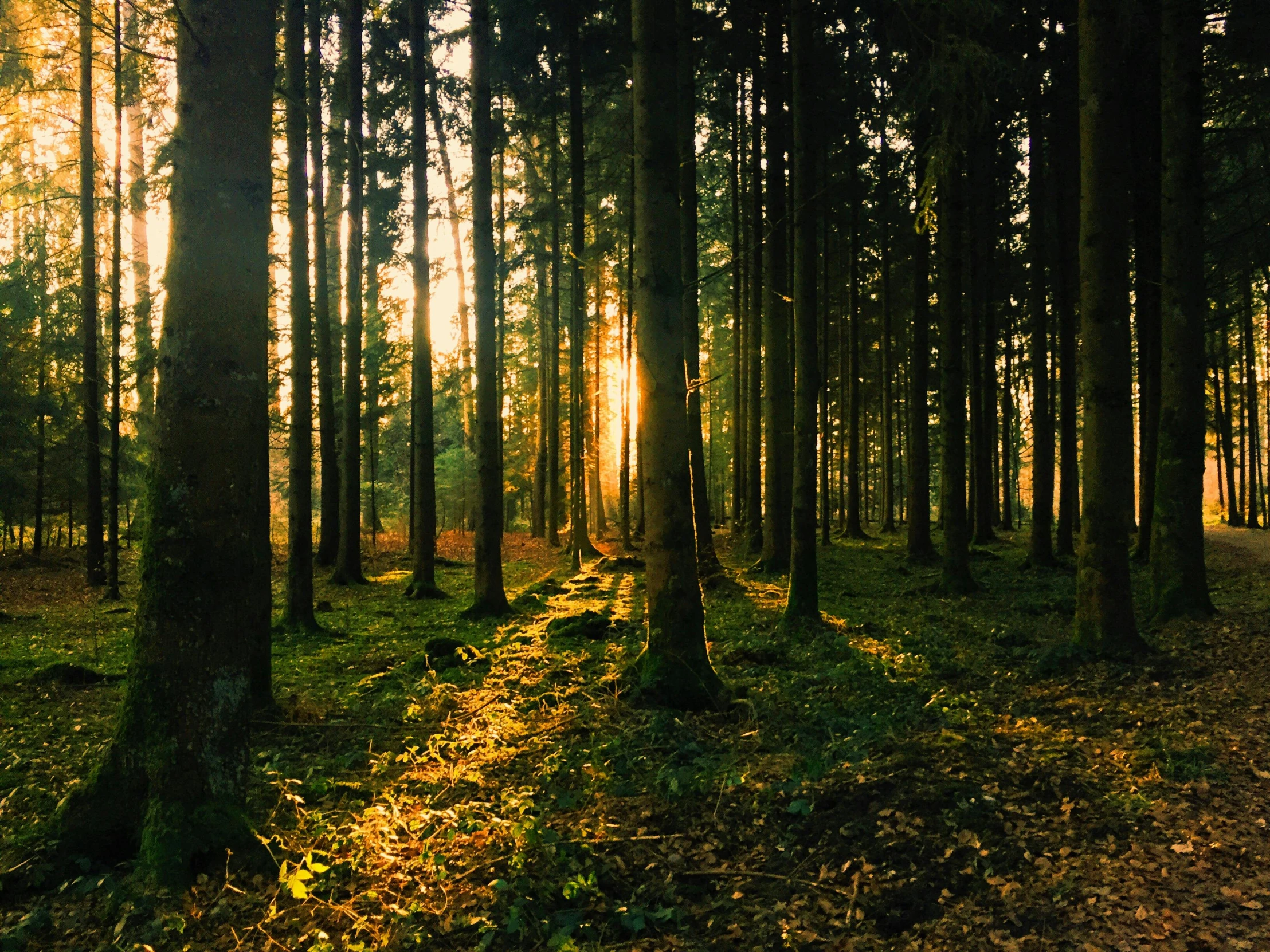 the sun is shining through the trees in the forest, pexels contest winner, renaissance, ((trees)), golden hour 4k, instagram post, 1 4 9 3