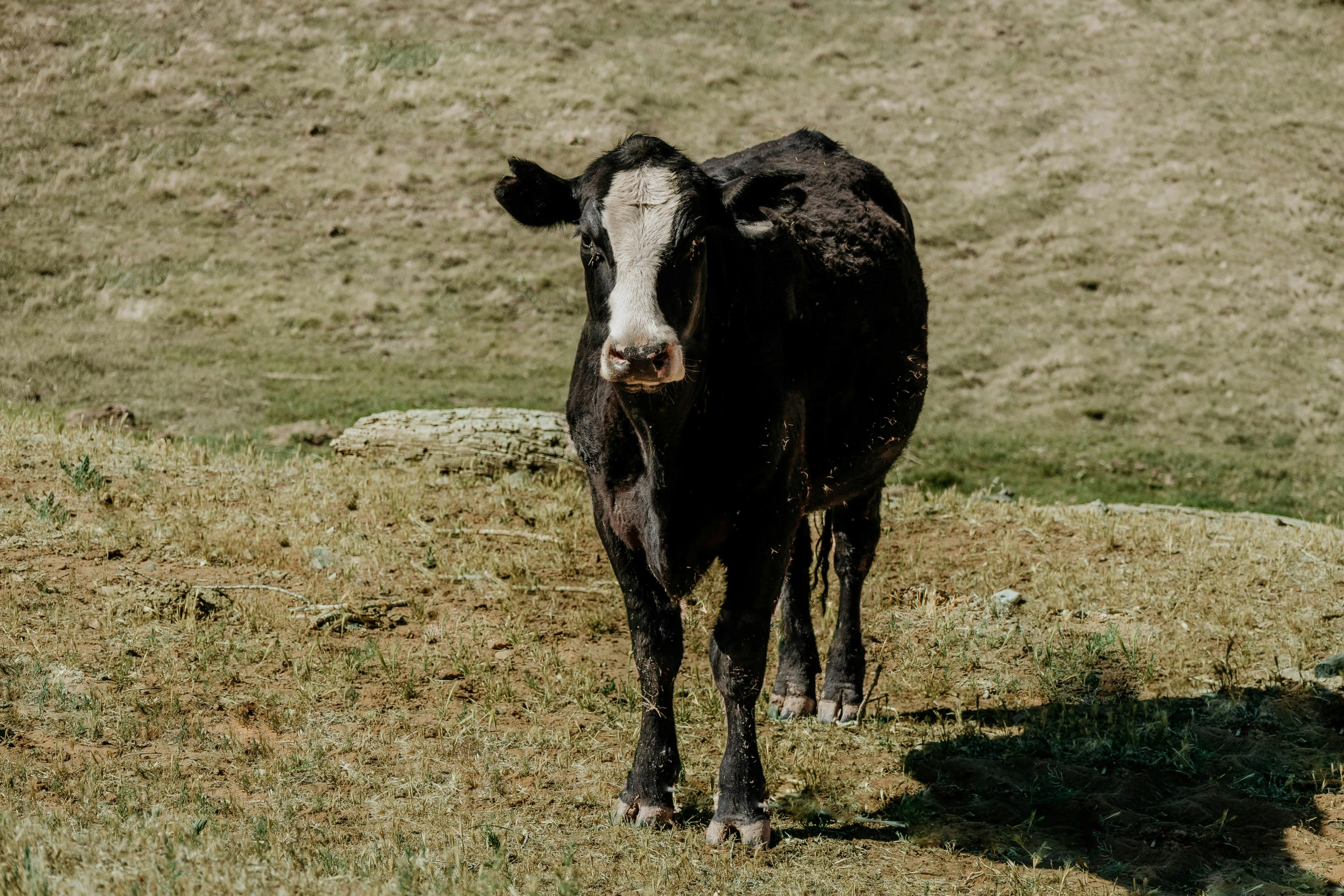 a black and white cow standing on top of a grass covered field, low quality photo, xqcow, charred, full frame image