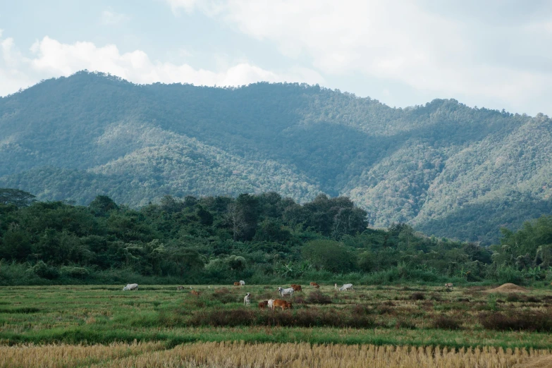 a herd of cattle standing on top of a lush green field, trending on unsplash, sumatraism, background image, rainforest mountains, thumbnail, low quality photo