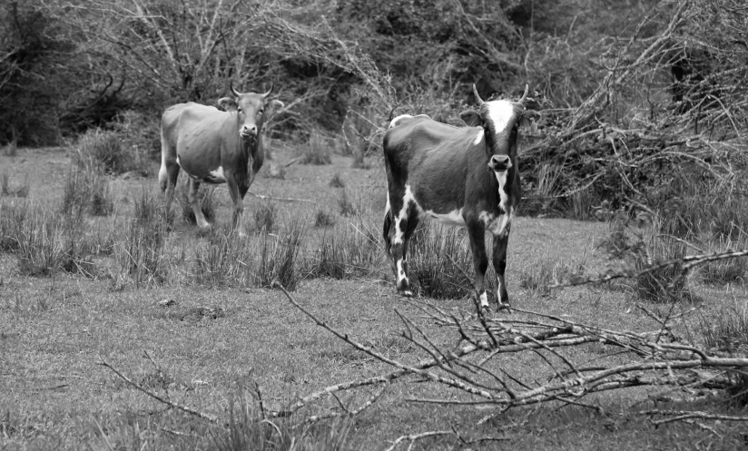 a couple of cows standing on top of a grass covered field, a black and white photo, by Jan Rustem, in deep forest hungle, mexican standoff, red horns, m. c. esher