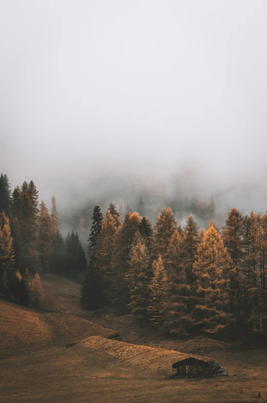 a group of trees sitting on top of a lush green hillside, by Sebastian Spreng, unsplash contest winner, gloomy earthy colors, tall pine trees, autumn season, music