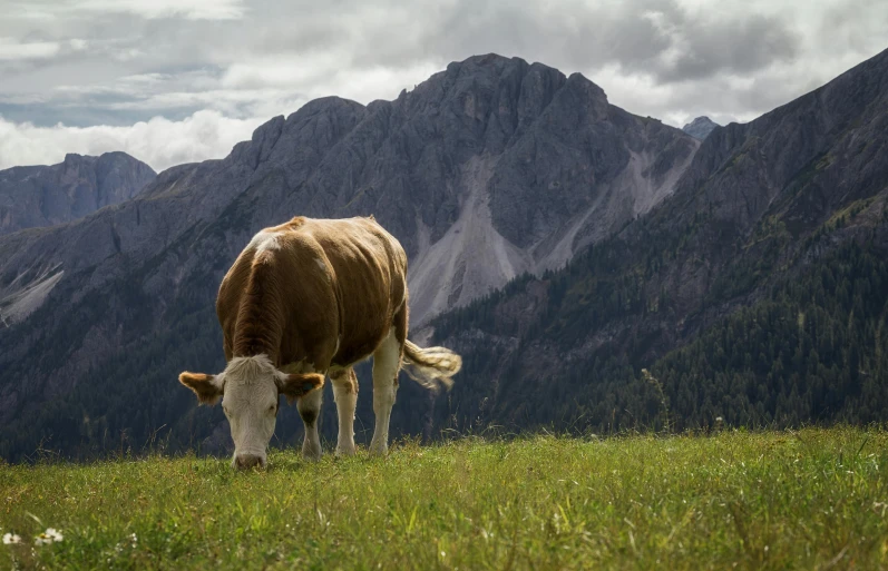 a brown and white cow standing on top of a lush green field, pexels contest winner, dolomites, fine dining, cow hoof feet, paul barson