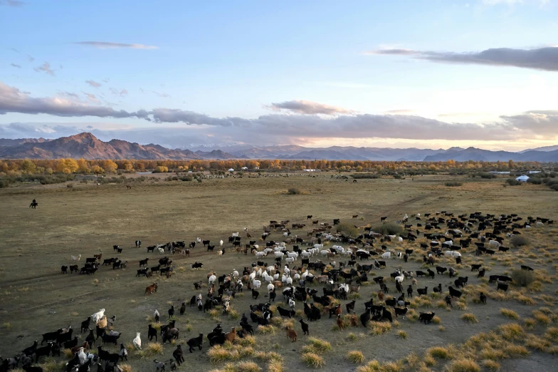 a herd of cattle standing on top of a grass covered field, deserts and mountains, at twilight, from above, ready to eat