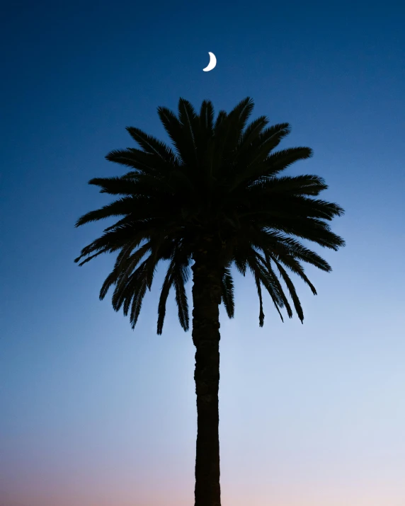 a palm tree with the moon in the background, an album cover, unsplash contest winner, ☁🌪🌙👩🏾, palm springs, manly, moonbow