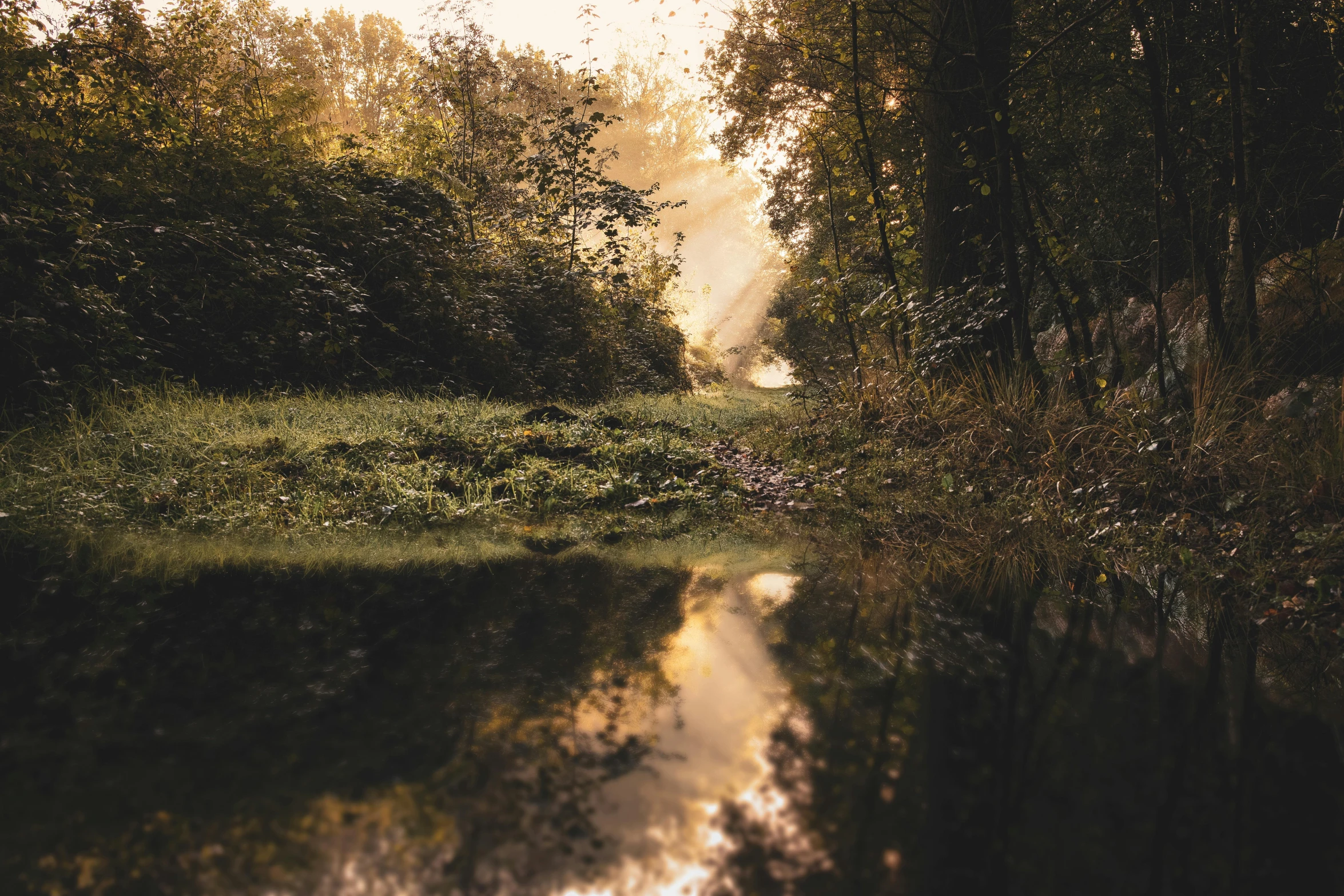 a stream running through a lush green forest, a picture, pexels contest winner, tonalism, water reflecting suns light, canal, alessio albi, autumn sunrise warm light