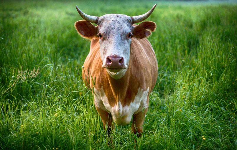 a brown and white cow standing on top of a lush green field, a picture, by Jan Rustem, istockphoto, avatar image, cow horns, portrait n - 9