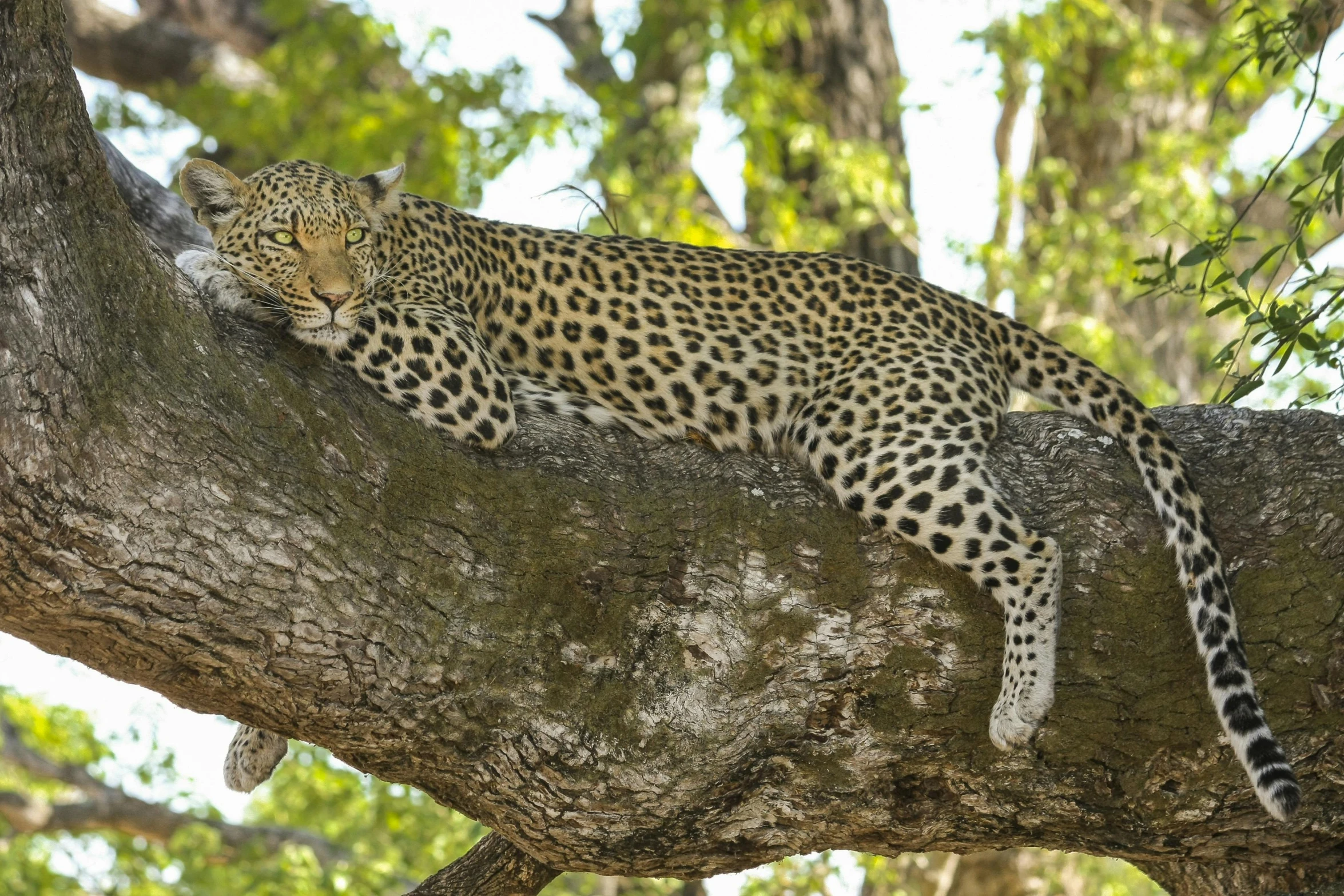 a leopard laying on top of a tree branch, next to a tree, lying down, sharandula, lush surroundings