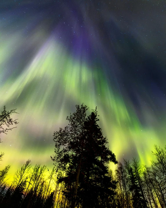 a sky filled with lots of green and purple lights, by Terese Nielsen, pexels contest winner, hurufiyya, in an arctic forest, green and yellow colors, grey, thumbnail