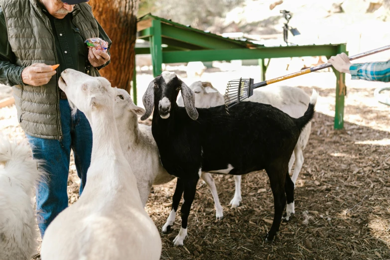 a man standing next to a group of goats, petting zoo, profile image, hollister ranch, thumbnail