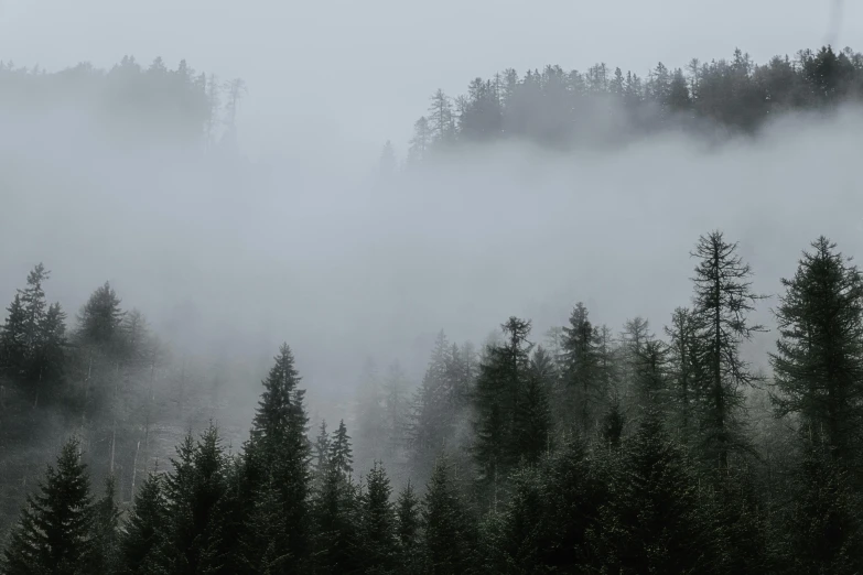 a forest filled with lots of trees covered in fog, pexels contest winner, the sky is gray, black fir, forest on the horizont, overcast gray skies