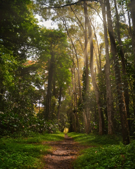 a dirt road in the middle of a forest, an album cover, unsplash contest winner, sumatraism, late afternoon light, ((forest))