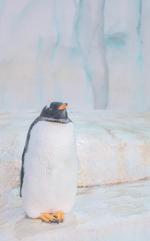 a penguin sitting on top of a snow covered ground, biodome, jen atkin, ultra textured, low quality photo