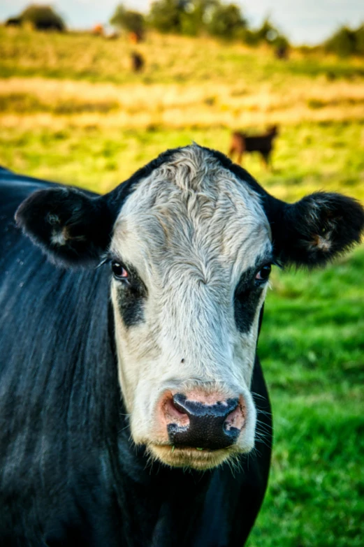 a black and white cow standing on a lush green field, close up of face, square face, today\'s featured photograph 4k, brown stubble