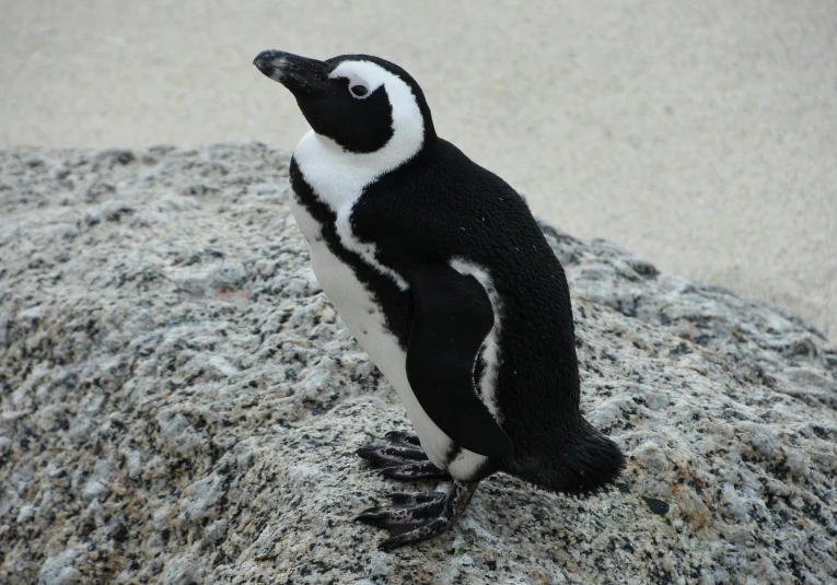 a black and white penguin standing on a rock, black sokkel, very ornate, standing near the beach, family friendly
