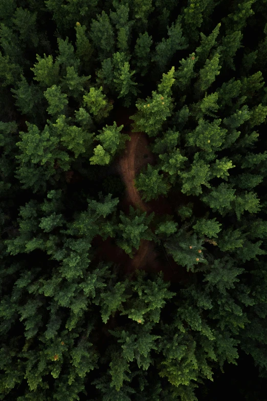 a bird's eye view of a pine tree, looking down at the forest floor, evenly lit, an 8k resolution, ((trees))