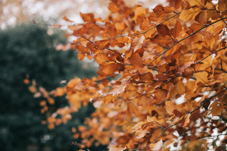 a bunch of leaves that are on a tree, by Emma Andijewska, trending on pexels, brown and gold, swaying trees, thumbnail, shot on sony a 7