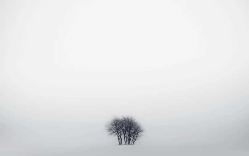 a lone tree in the middle of a snow covered field, by Pierre Pellegrini, minimalism, ((trees)), observed from afar in the fog, white background : 3, some trees