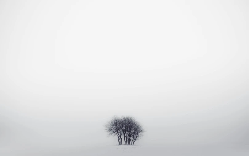 a lone tree in the middle of a snow covered field, by Pierre Pellegrini, minimalism, ((trees)), observed from afar in the fog, white background : 3, some trees
