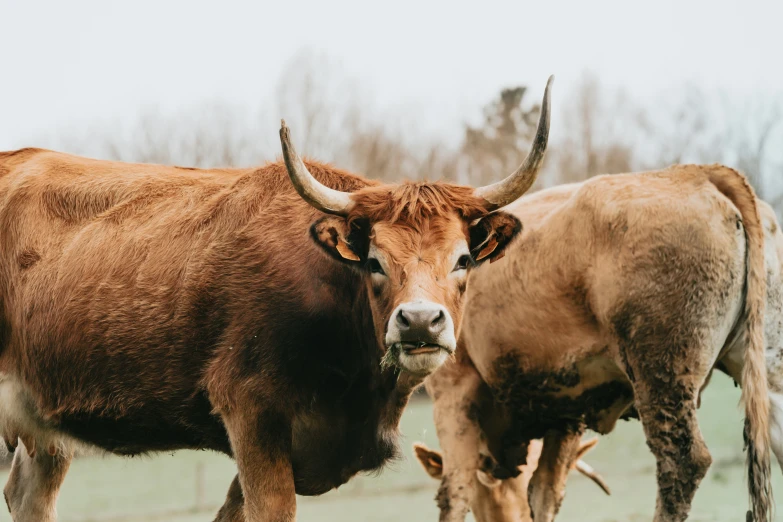 a couple of cows that are standing in the grass, trending on pexels, brown, three animals, face of an ox, museum quality photo