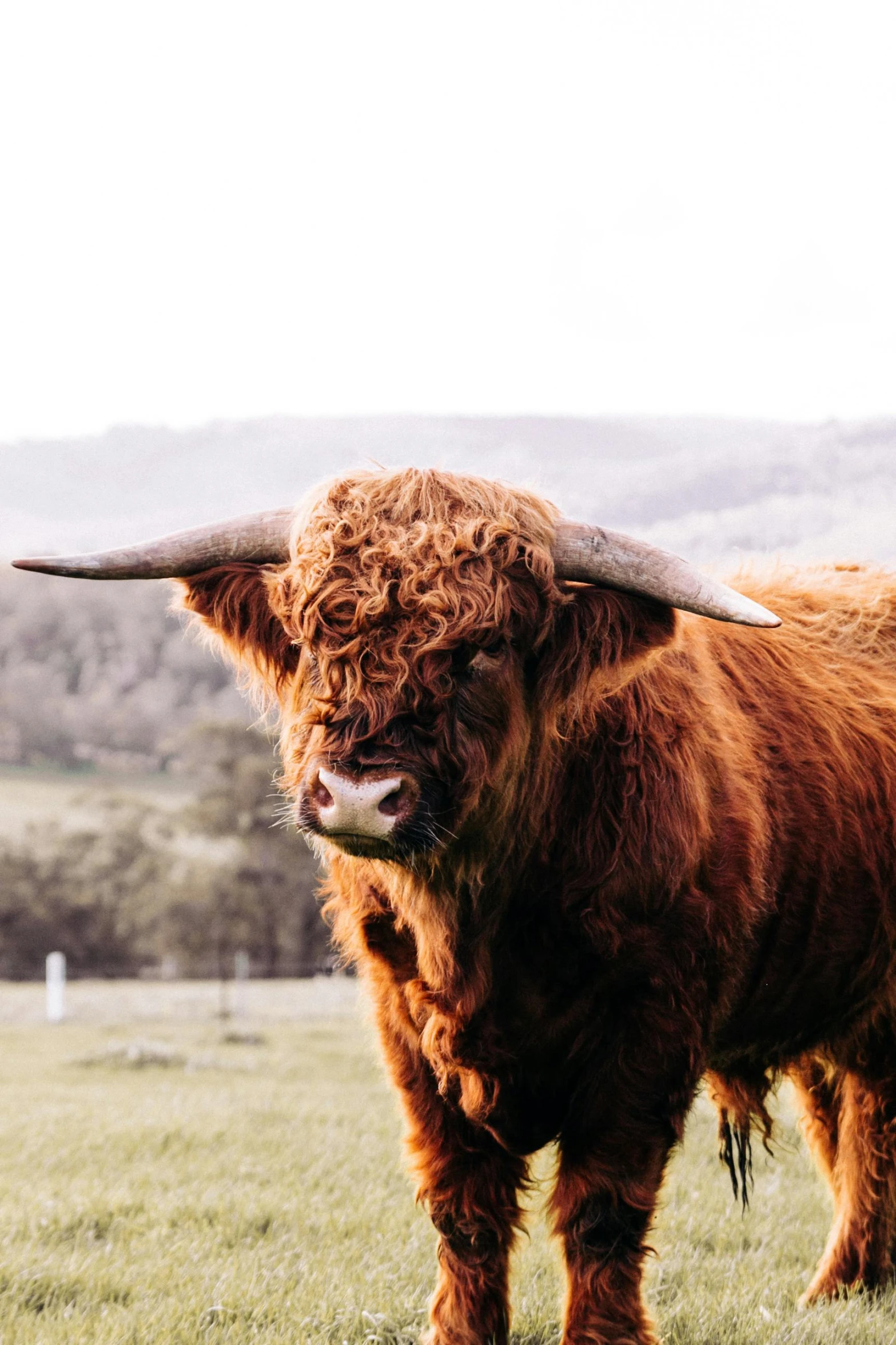 a brown cow standing on top of a lush green field, pexels contest winner, renaissance, fluffy face, scottish, an old, covered in