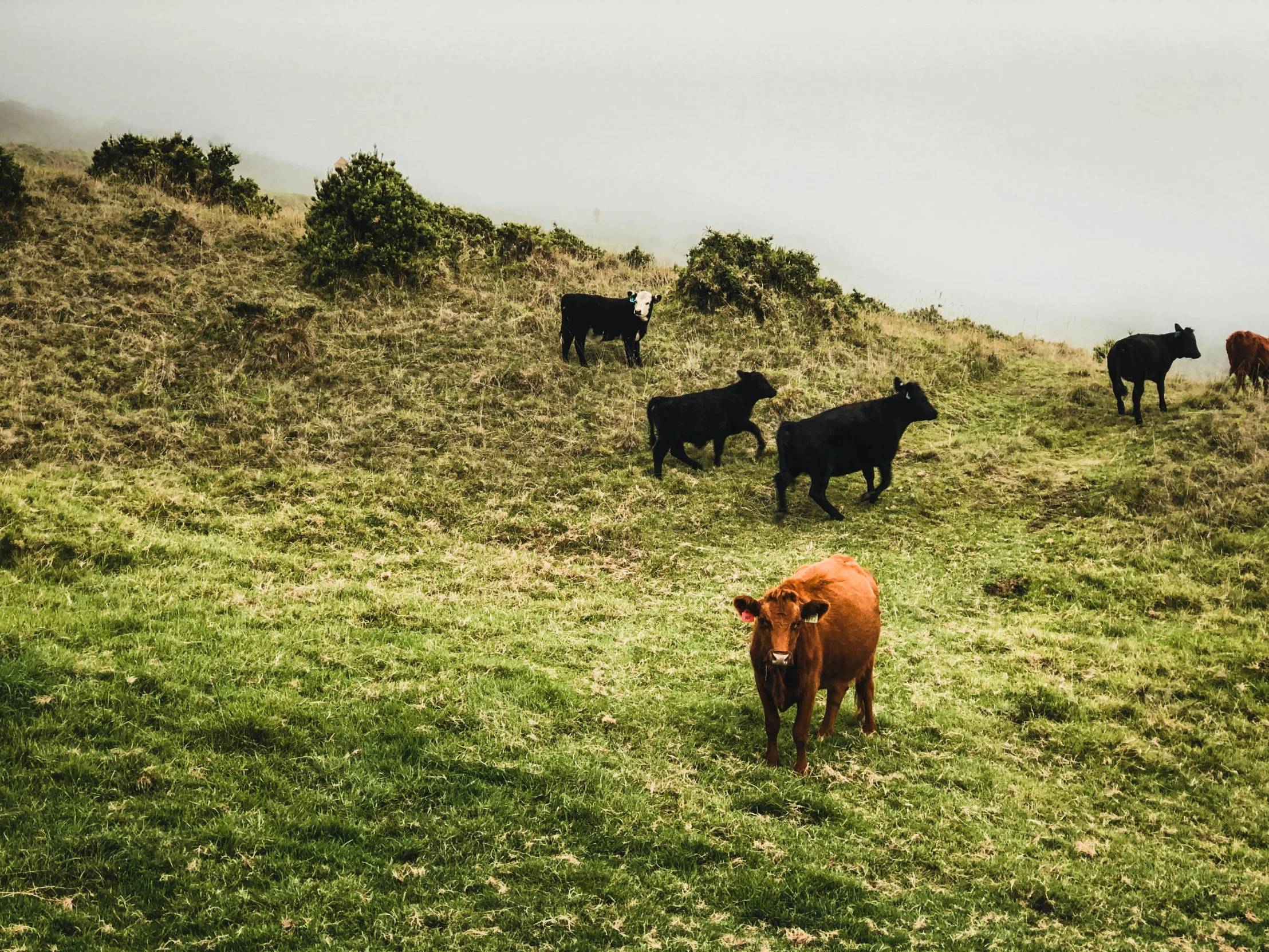 a herd of cattle standing on top of a lush green hillside, an album cover, by Julian Hatton, unsplash contest winner, meats on the ground, hollister ranch, thumbnail, misty and wet