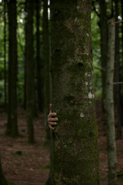 a person hiding behind a tree in the woods, inspired by Elsa Bleda, unsplash, land art, human arms, ((trees)), ignant, made of wood