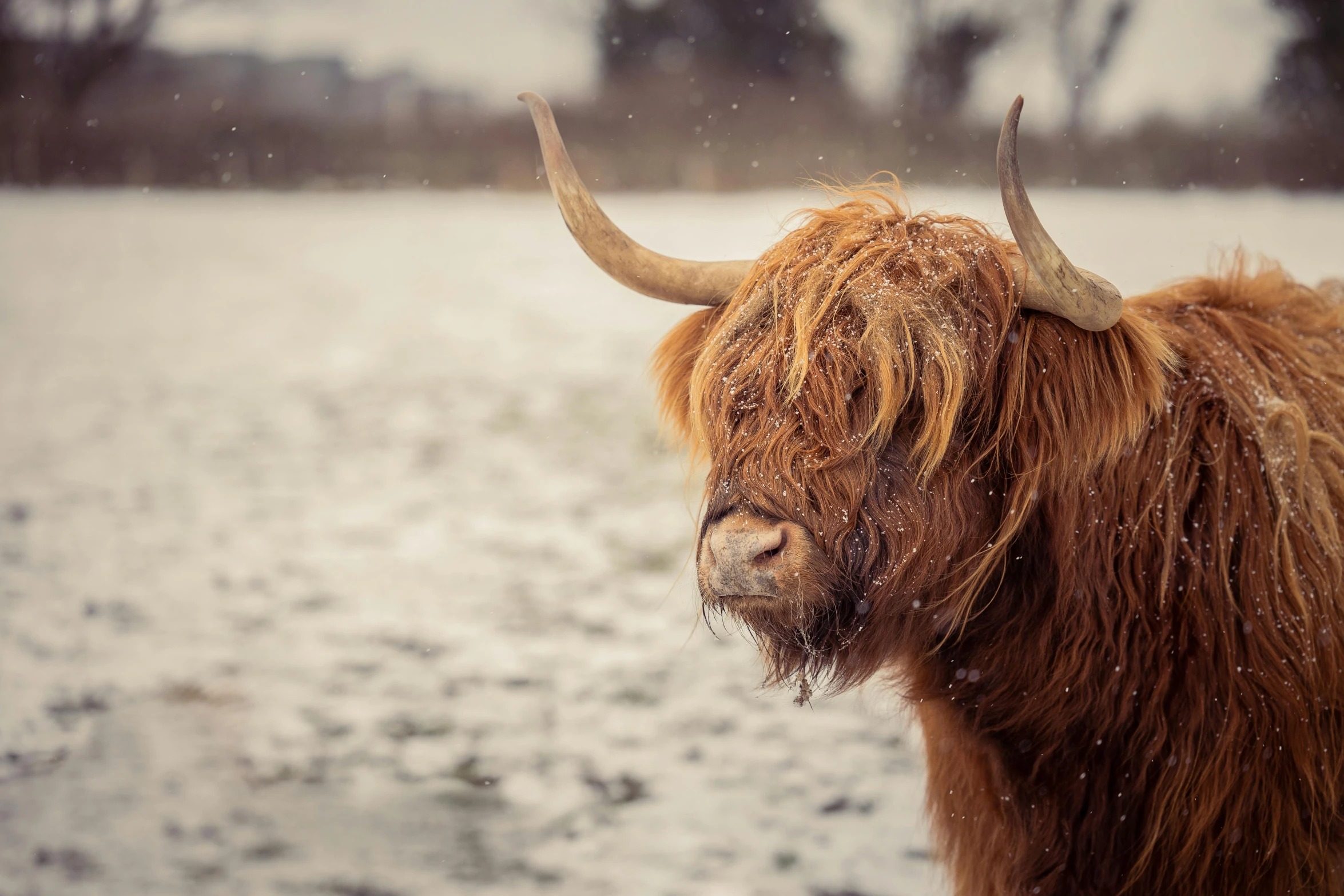 a brown cow standing on top of a snow covered field, pexels contest winner, renaissance, dreadlock breed hair, scottish style, fluffy face, a horned