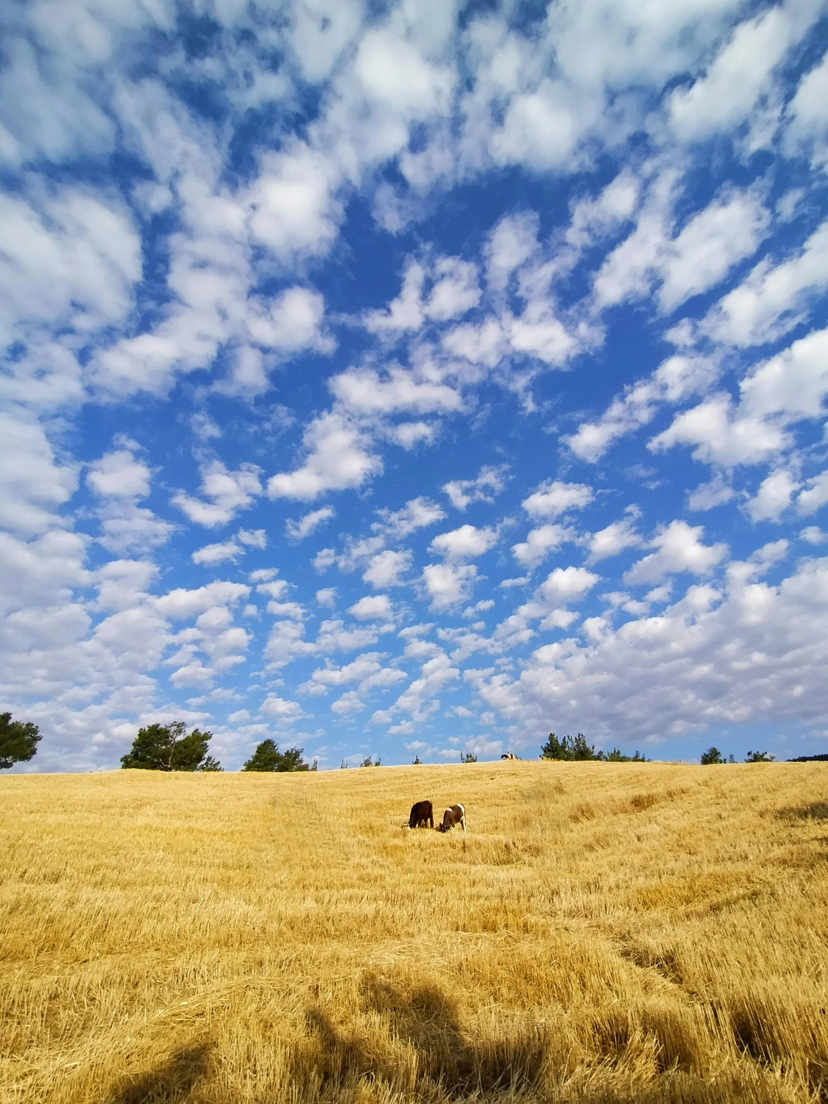 a couple of horses standing on top of a dry grass field, swirly clouds, slide show, photograph