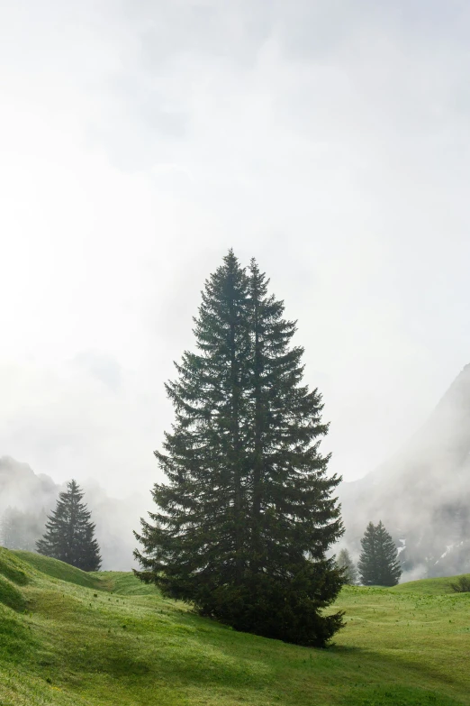 a group of trees sitting on top of a lush green hillside, an album cover, by Karl Gerstner, pexels contest winner, romanticism, swiss alps, light grey mist, ((trees)), panorama view