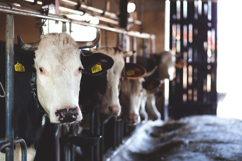 a herd of cows standing next to each other in a barn, trending on unsplash, fan favorite, australian, meat factory, profile image