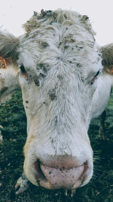 a close up of a cow looking at the camera, an album cover, pexels, gray mottled skin, 256435456k film, messy, mossy head