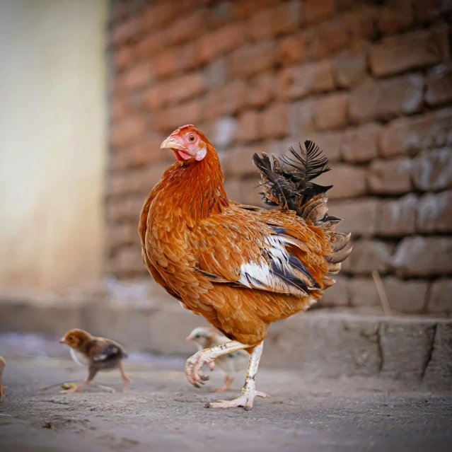 a group of chickens walking down a street next to a brick building, a picture, pexels contest winner, motherly, mixed animal, brown, 1 male