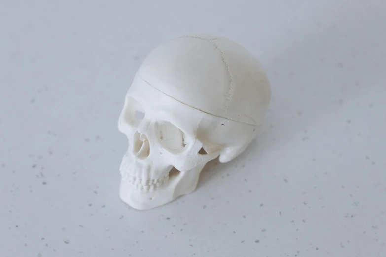 a small white skull sitting on top of a table, unsplash, silicone skin, detailed product image, good bone structure, zippered opening in skull