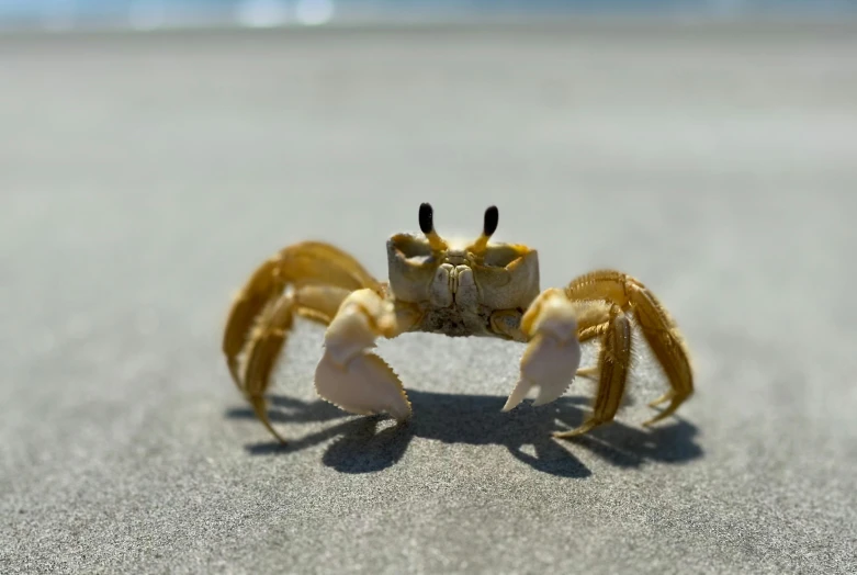 a crab sitting on top of a sandy beach, facing the camera