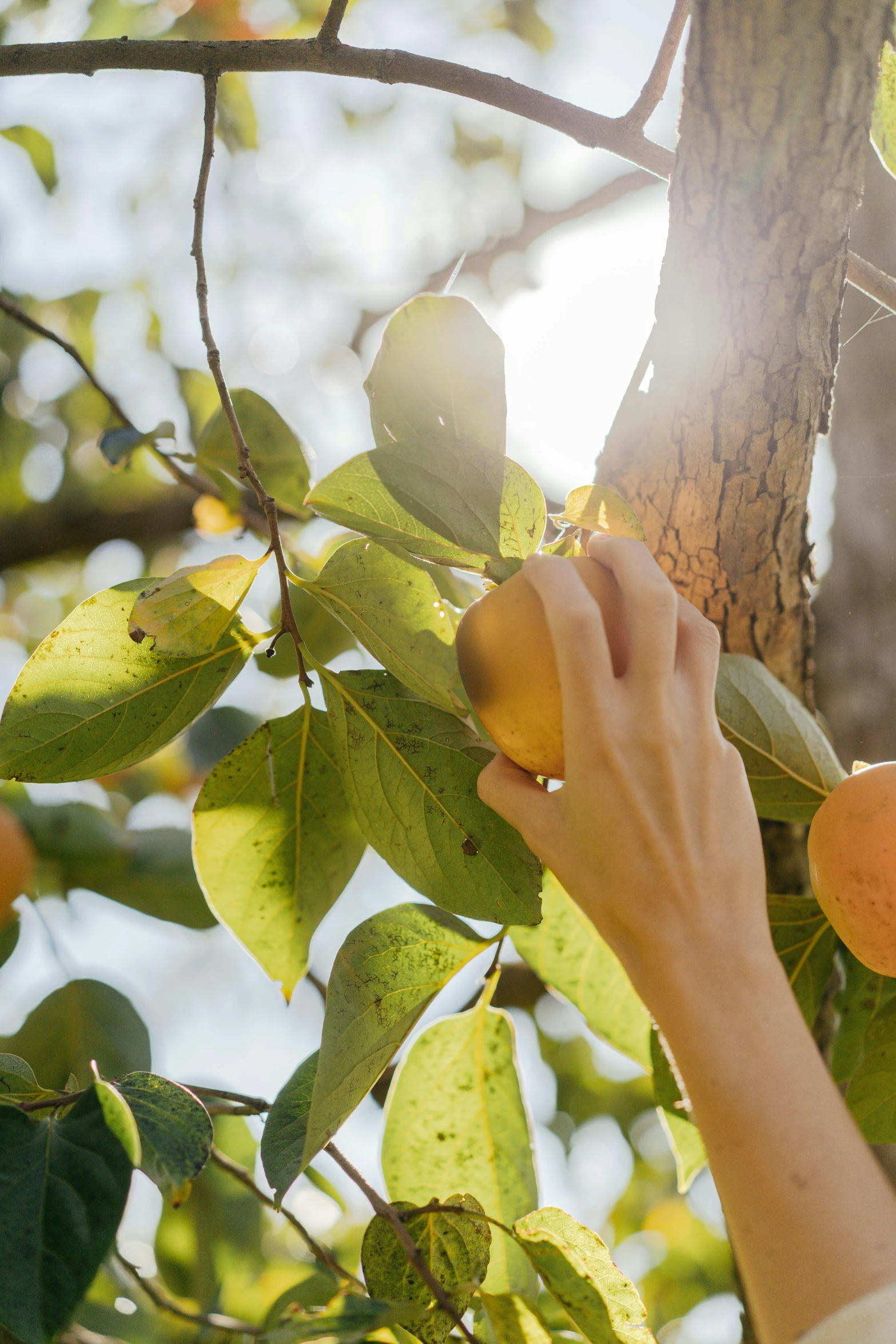 a person picking an orange from a tree, profile image, sunny lighting, pear, rectangle