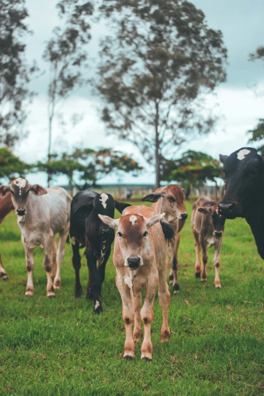 a herd of cattle standing on top of a lush green field, up-close, outside, all looking at camera