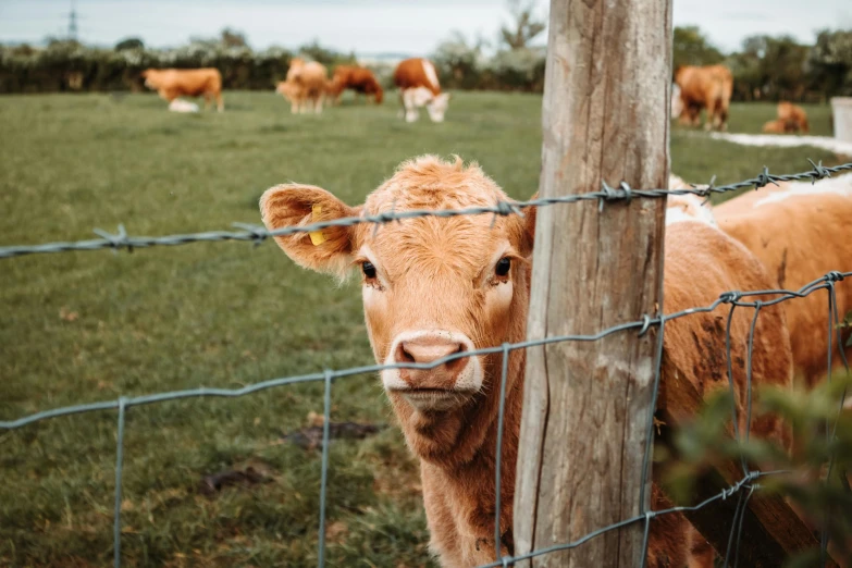 a brown cow standing on top of a lush green field, pexels contest winner, rusty chain fencing, instagram post, innocent face, wooden fence