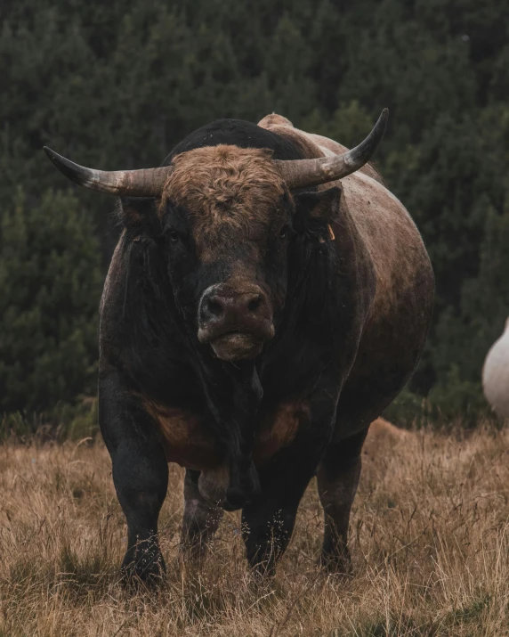 a couple of cows standing on top of a grass covered field, face of an ox, very buff, 2019 trending photo, instagram story