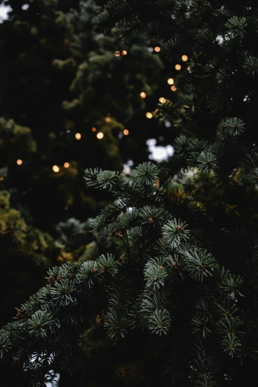 a close up of a christmas tree with lights in the background, inspired by Elsa Bleda, trending on unsplash, dark green leaves, grey forest background, multiple stories, background image