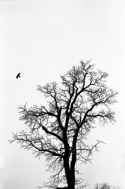 a black and white photo of a bare tree, inspired by Gonzalo Endara Crow, pexels contest winner, minimalism, ffffound, an eagle, annie lebowitz, dwell