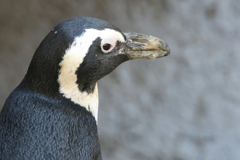 a close up of a penguin with a blurry background, multiple stories, male emaciated, birdseye view, penguinz0