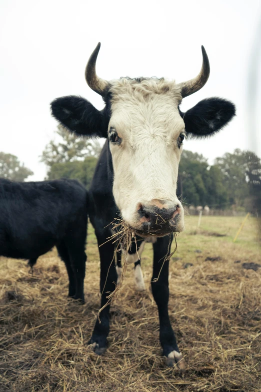 a cow standing next to another cow in a field, an album cover, unsplash, straw, close-up photograph, mild, college