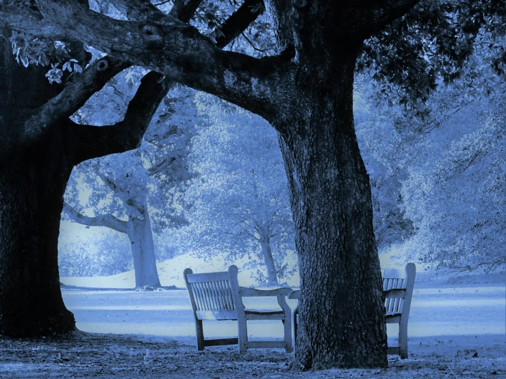 a couple of benches sitting under a tree, an album cover, inspired by Alexander Nasmyth, pixabay contest winner, monochromatic blue, muted color (blues, nights, viral image