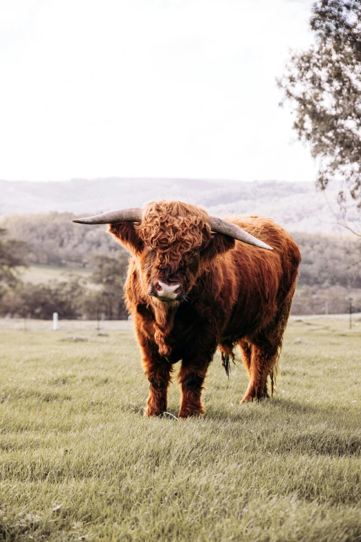 a brown cow standing on top of a lush green field, pexels contest winner, baroque, orange fluffy belly, in australia, whisky, made of wool